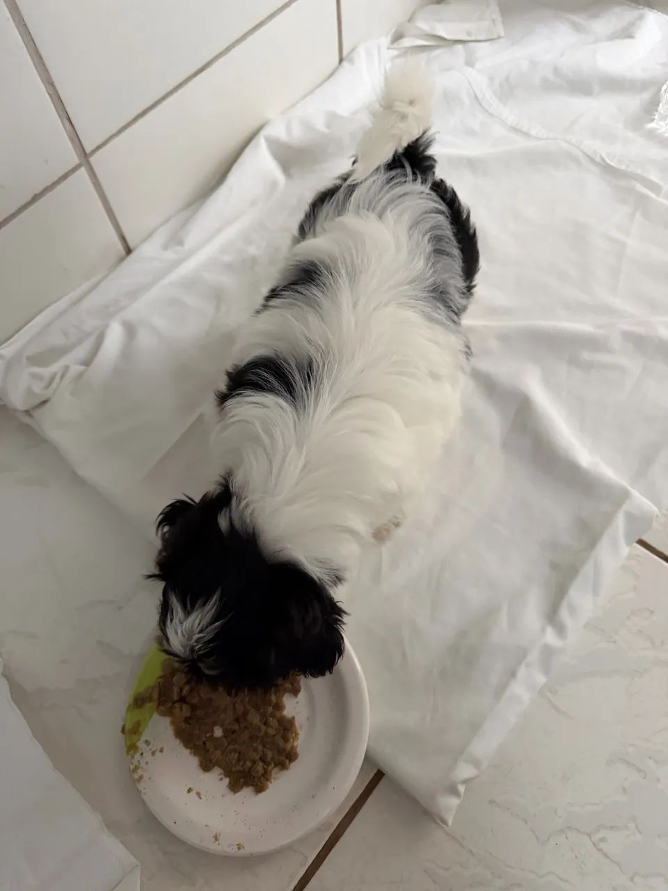Cachorro Shitzu - Foto 5