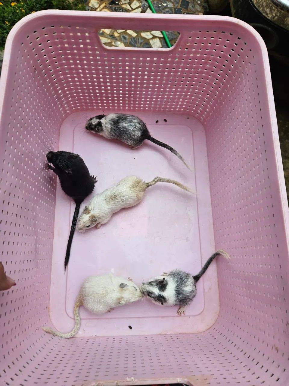 Gerbil Filhotes Fêmeas  - Foto 2