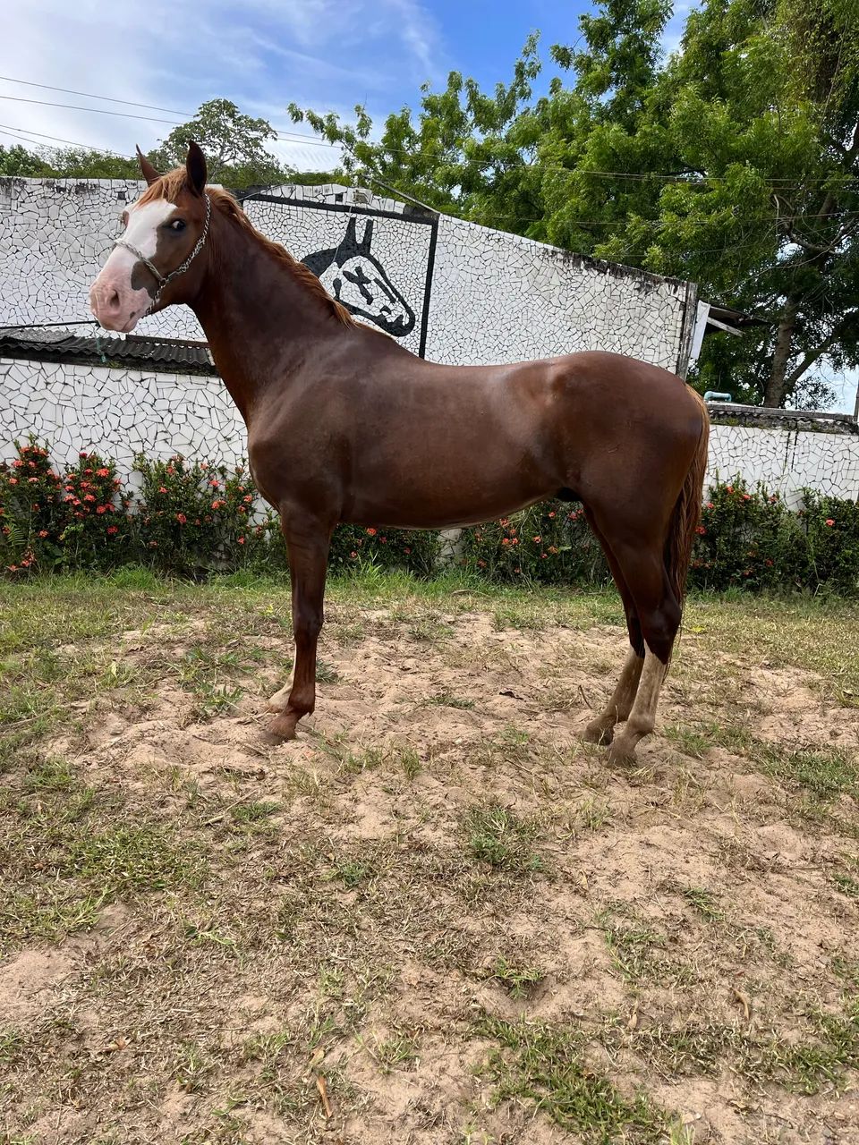 CAVALO ALAZÃO CRINALVO SHOW DE MARCHA PICADA - Foto 5