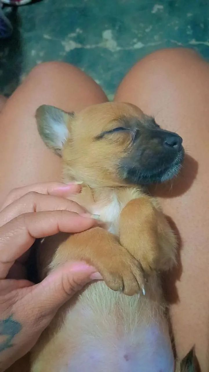 Cachorro  - Foto 5