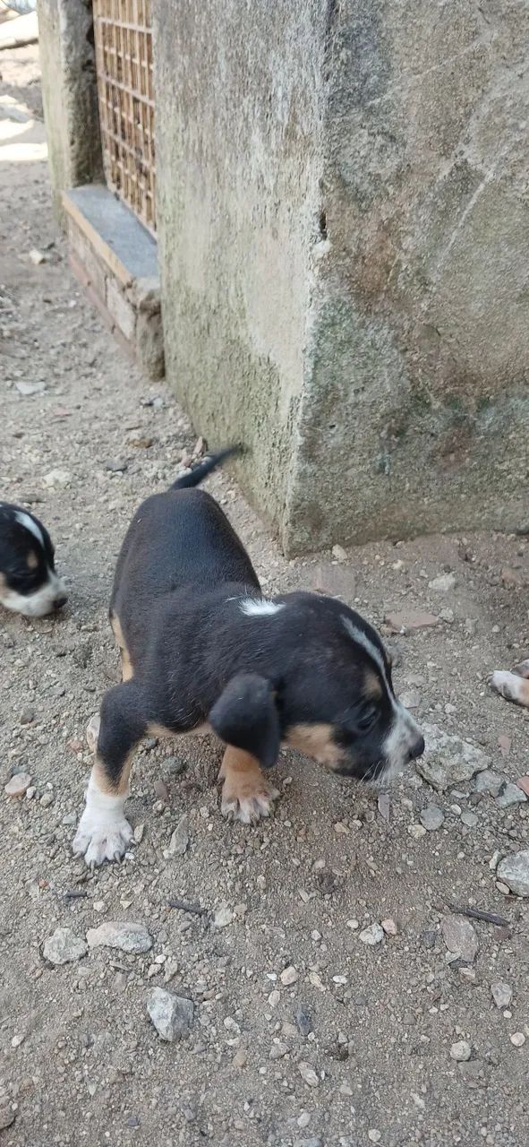 Adoção de pet