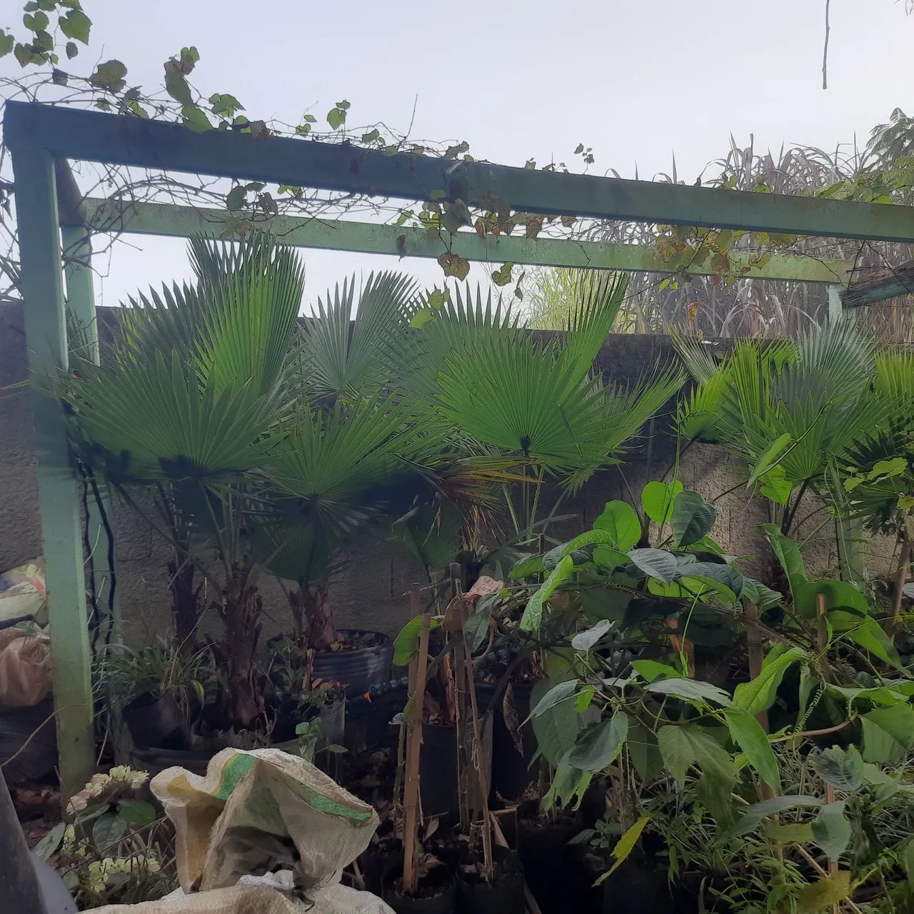 PALMEIRA WASHINGTONIA  - Foto 3