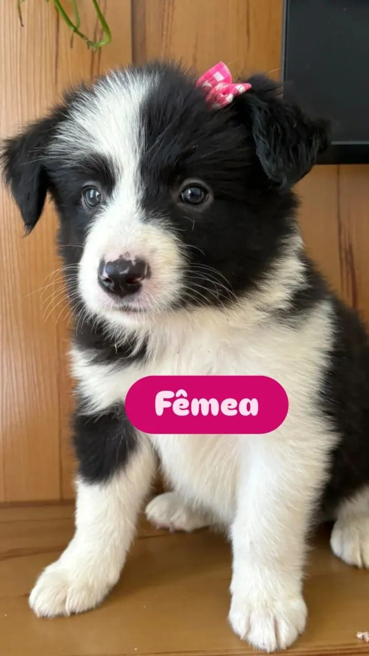 Filhotes de Border Collie - Foto 4