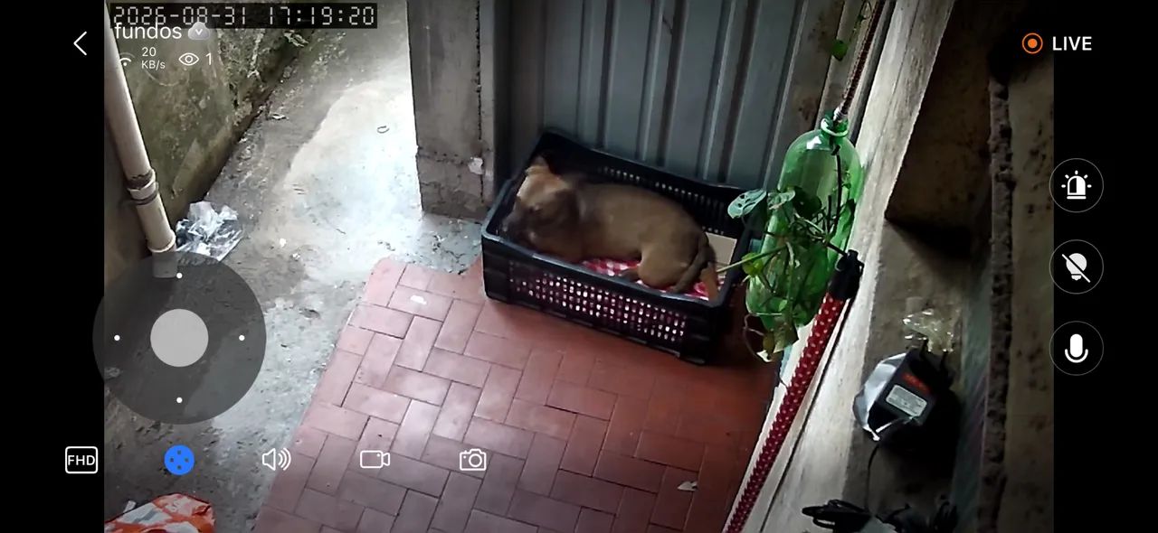 Cachorro para doação  - Foto 5