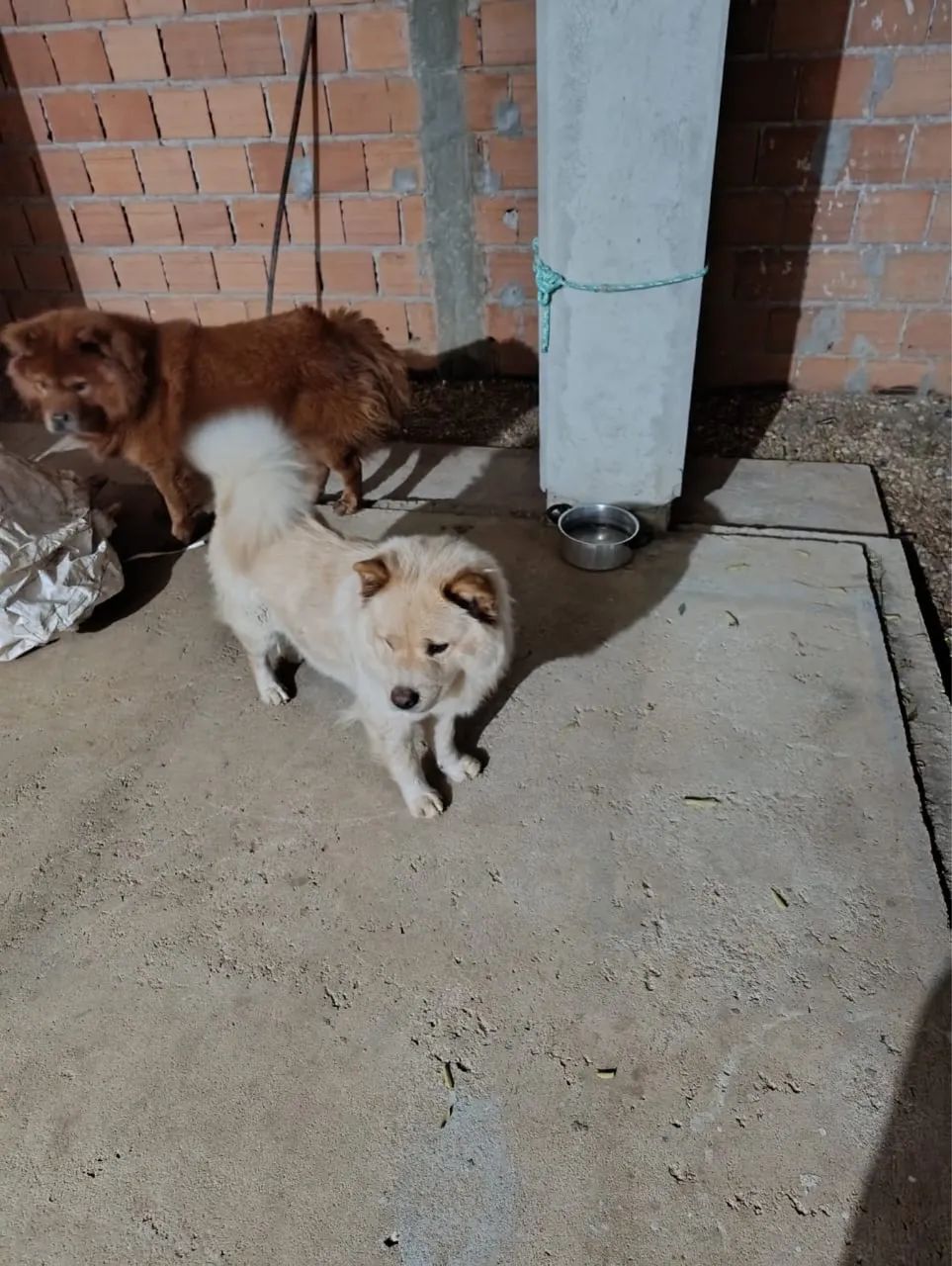 Vende-se  chow chow  - Foto 5