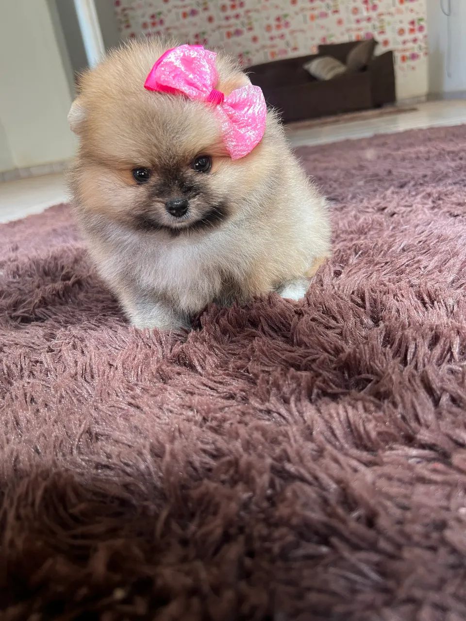 Fêmea Lulu da pomerania  - Foto 3