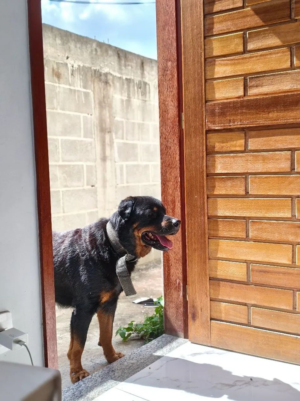 Rottweiler macho para cobertura  - Foto 3