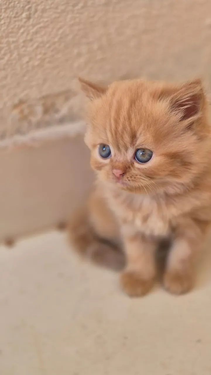 Gato  - Foto 3