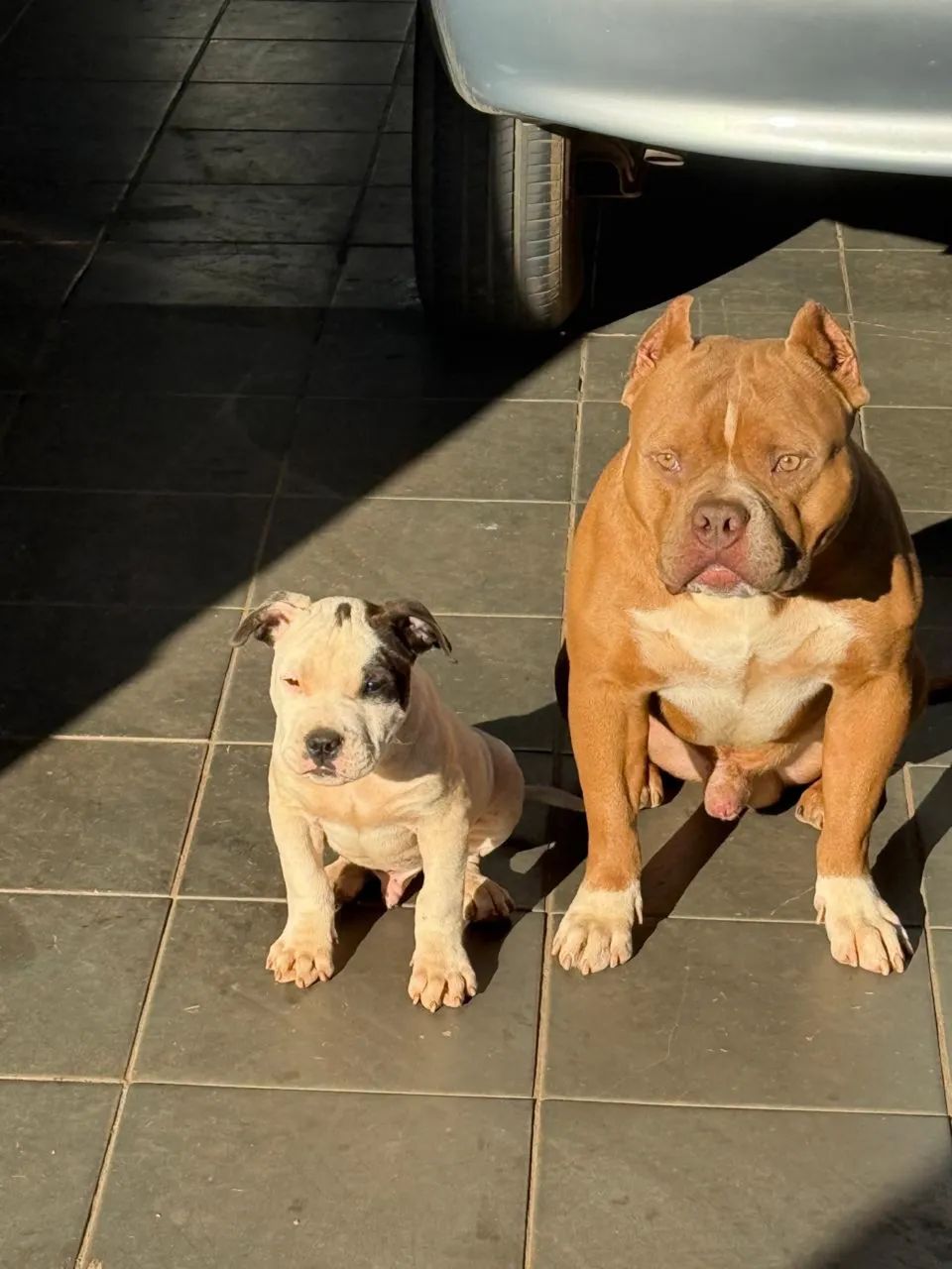 American bully 