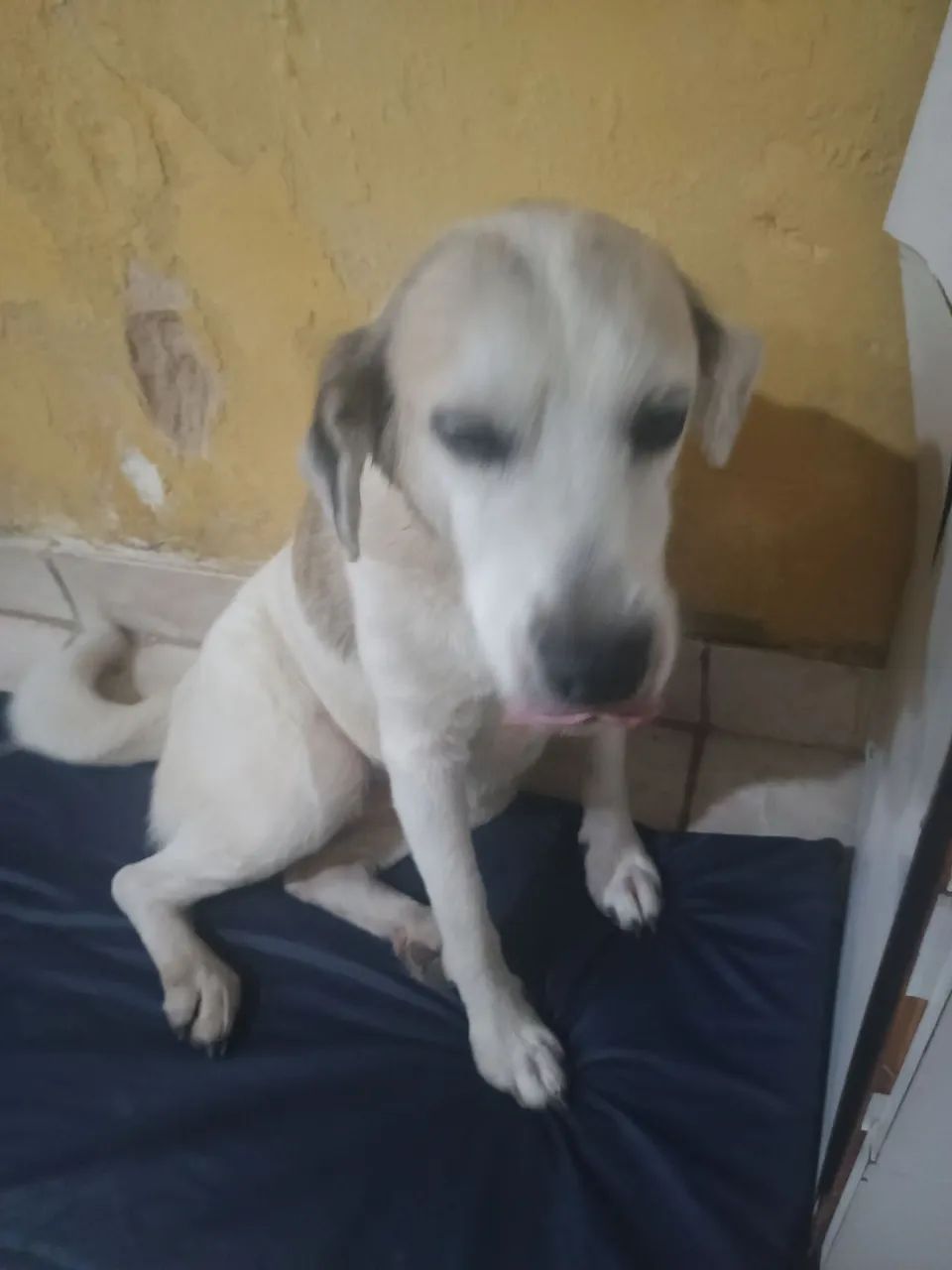 Cadela muito manssa castrada  - Foto 5