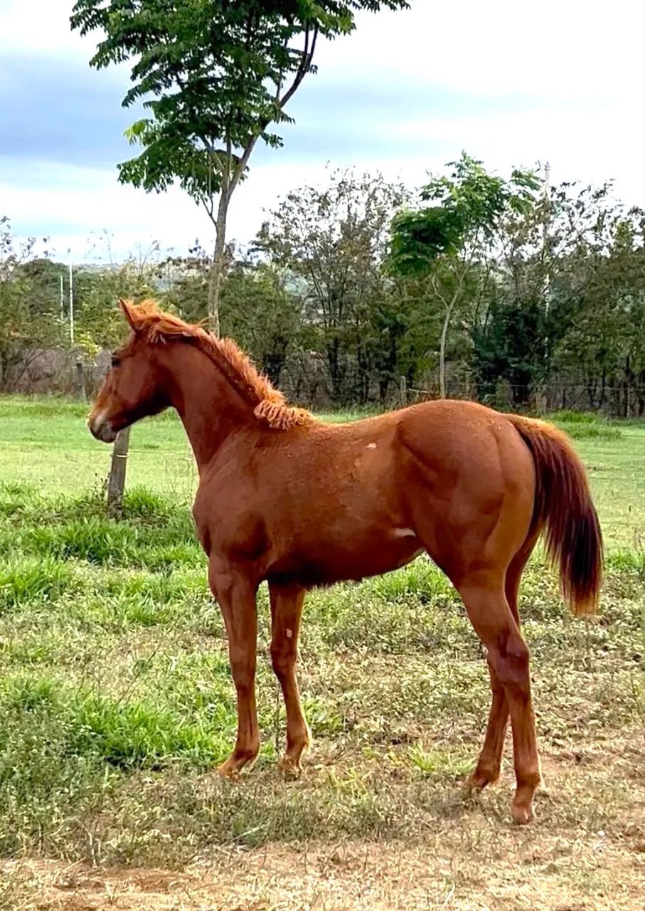 Potra quarto de milha PO 