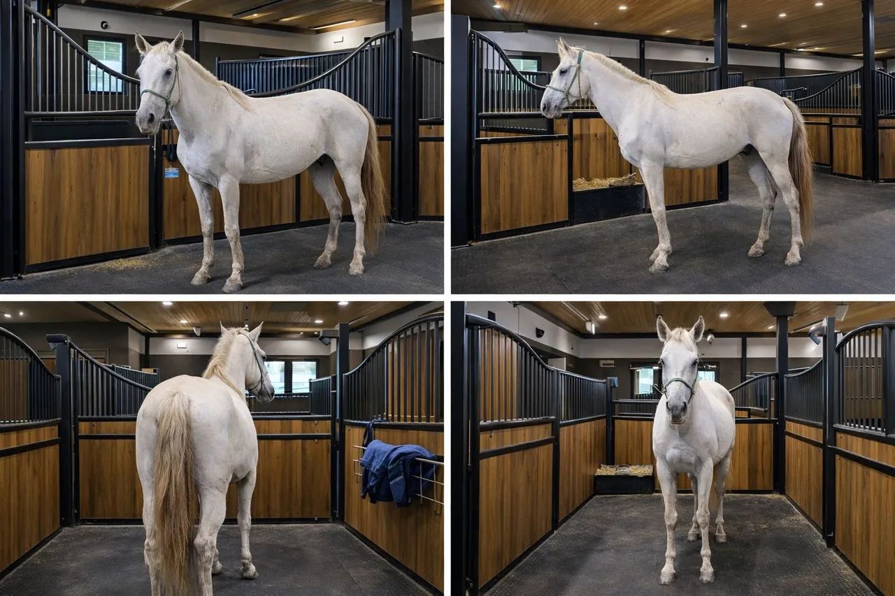 Cavalo Mangalarga - Foto 2