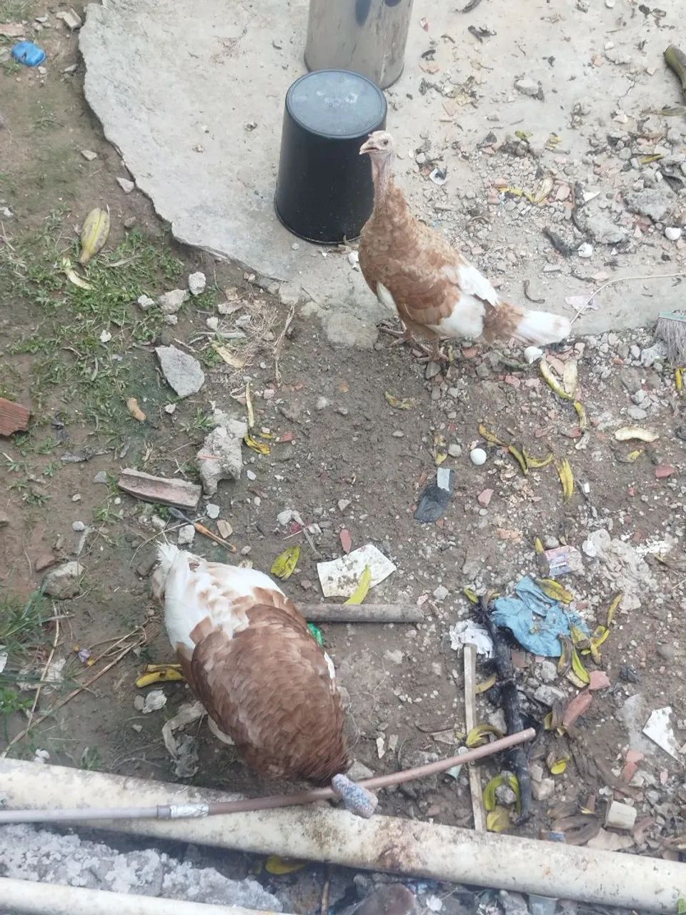 Peru borbom  - Foto 2
