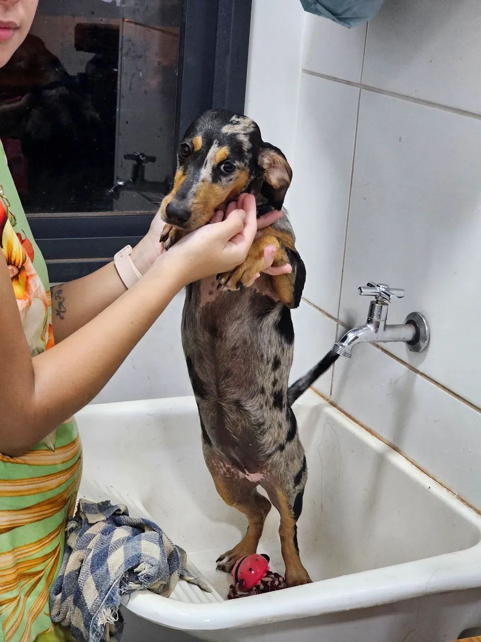 Doação de filhote de Dachshund Arlequim