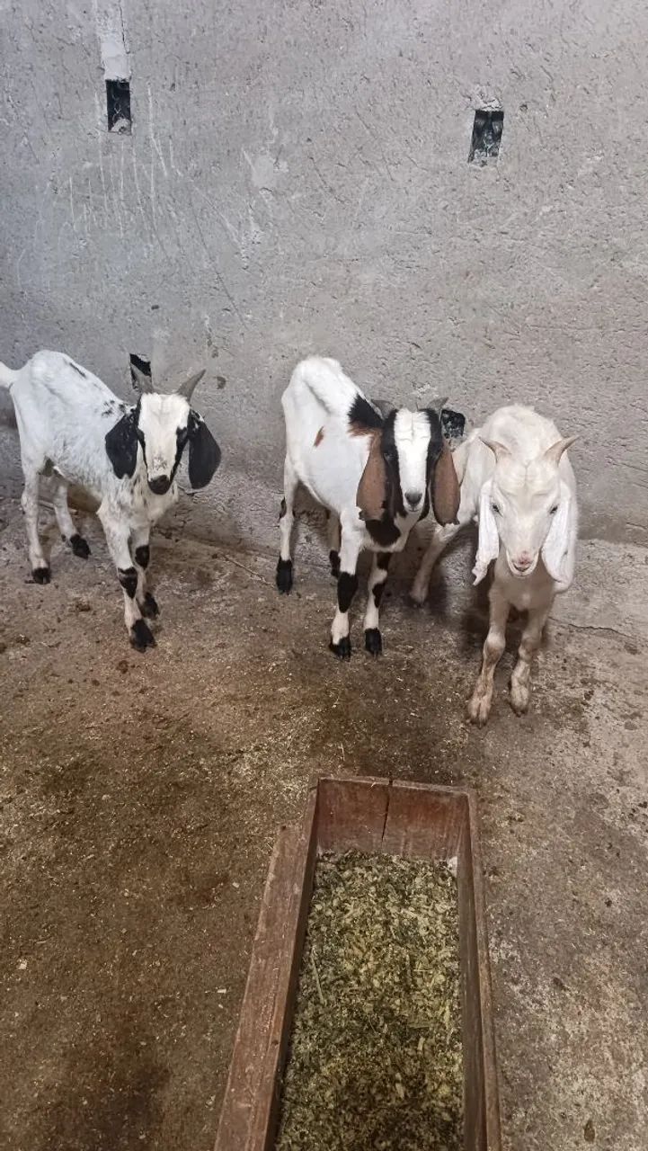 Cabras e cabritos  - Foto 5