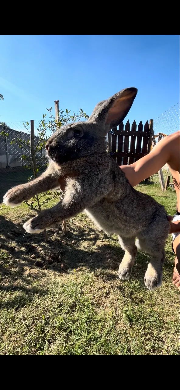 Vende se coelho 