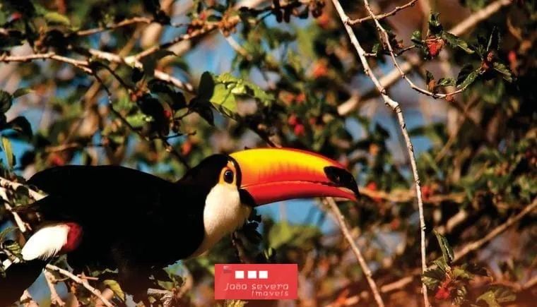 Fazenda para Venda em Aquidauana - Foto 3