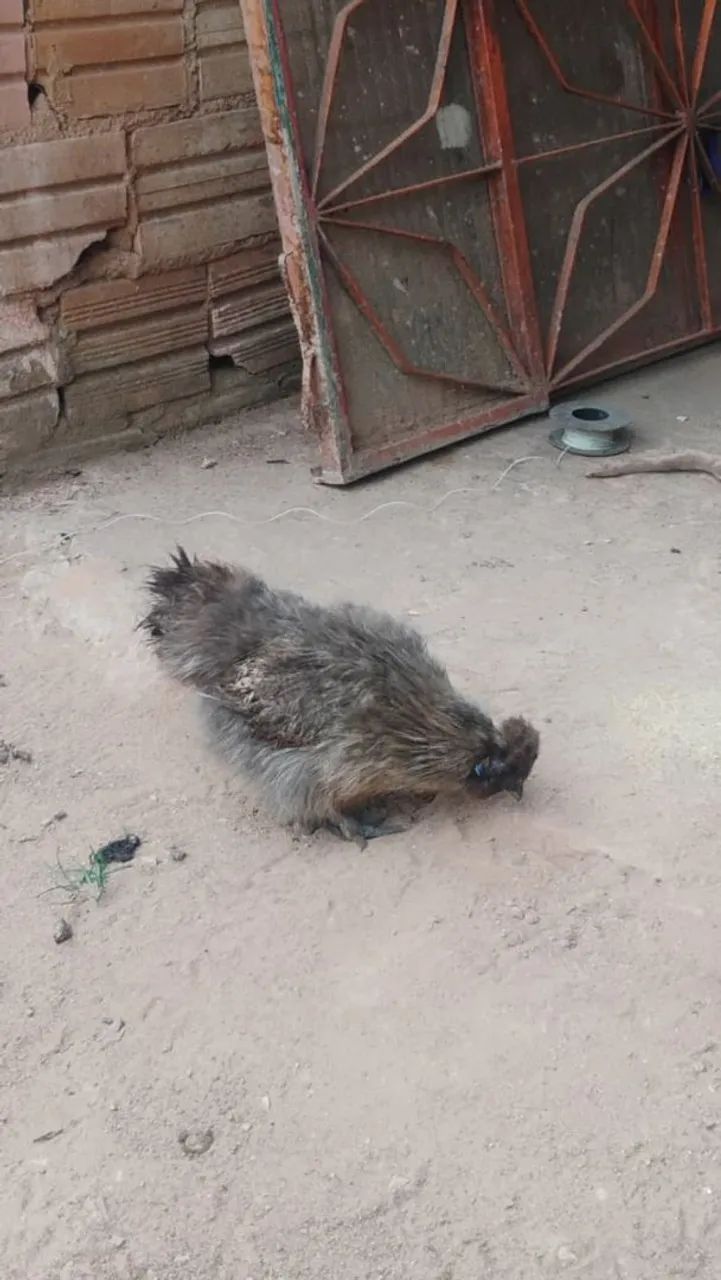 Galinha 