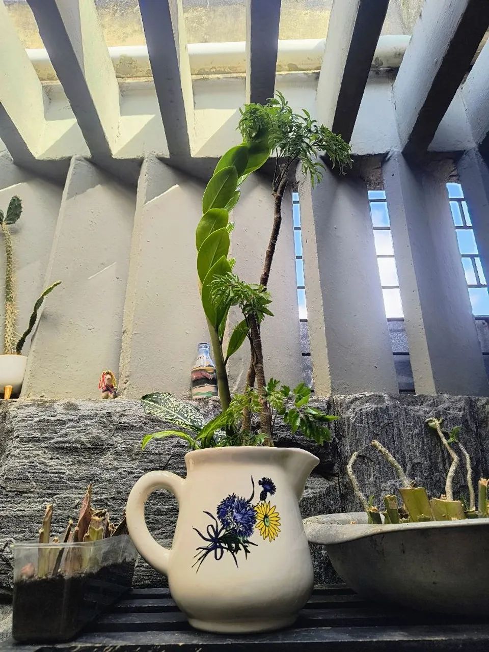 Jarra leiteira com plantas belíssima zamioculca árvore da felicidade singônio aglaonema