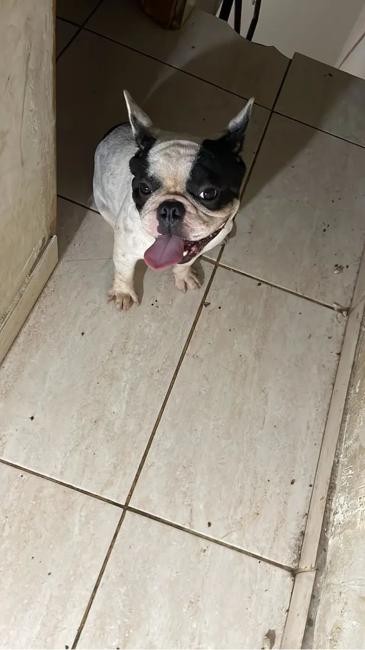 Buldogue francês para coberta  - Foto 5