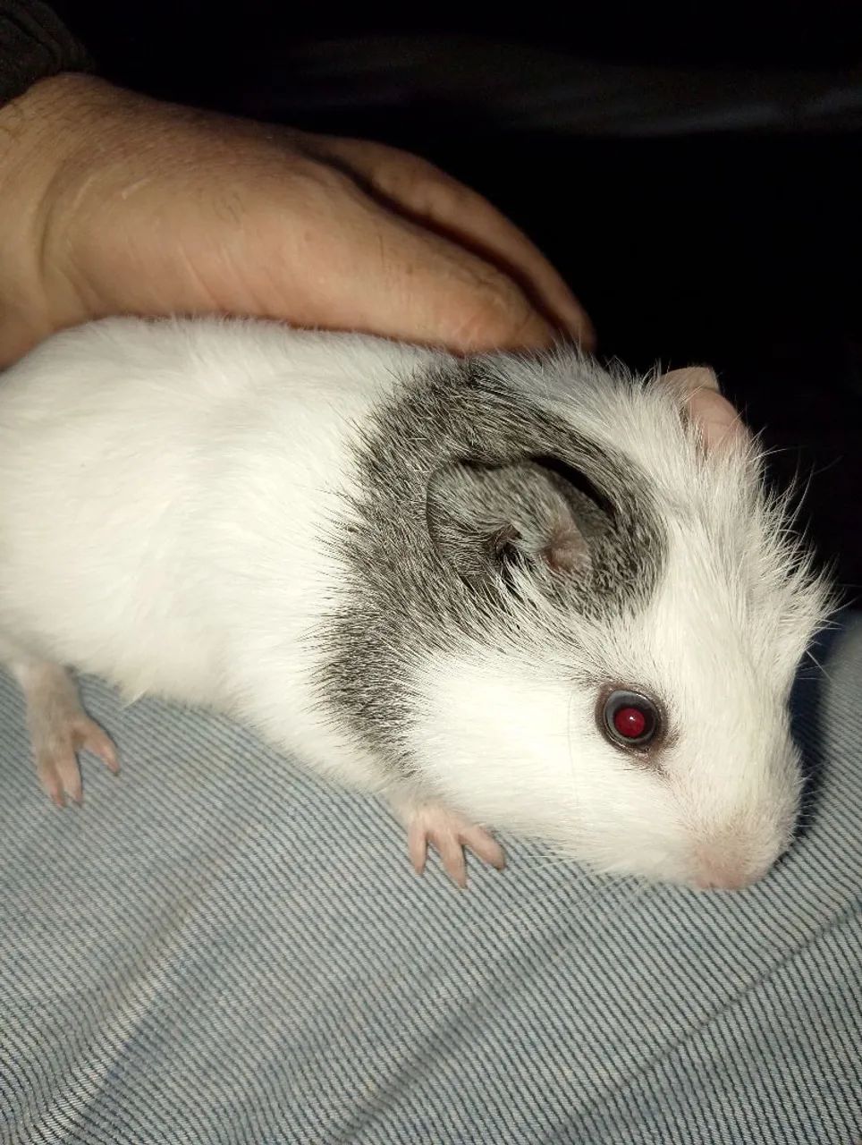 Animais  - Foto 2