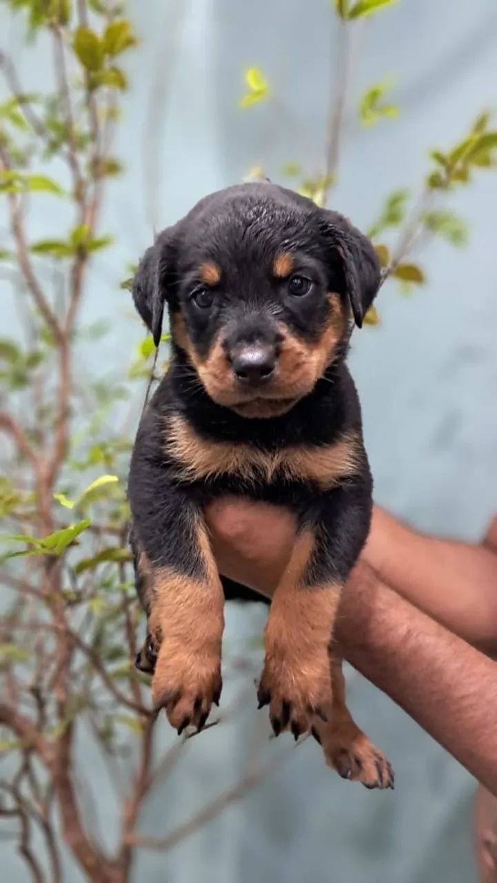 Rottweiler Gigantes - Foto 5