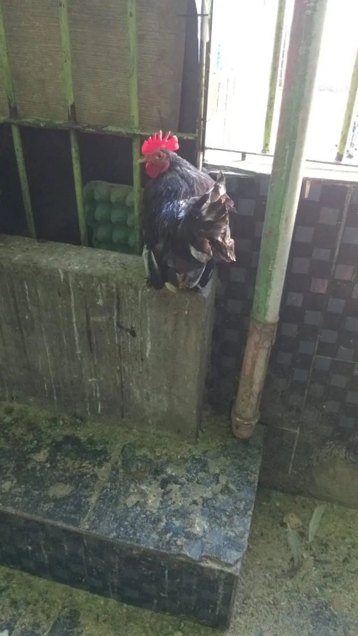 Vendo Garnizé - Foto 2