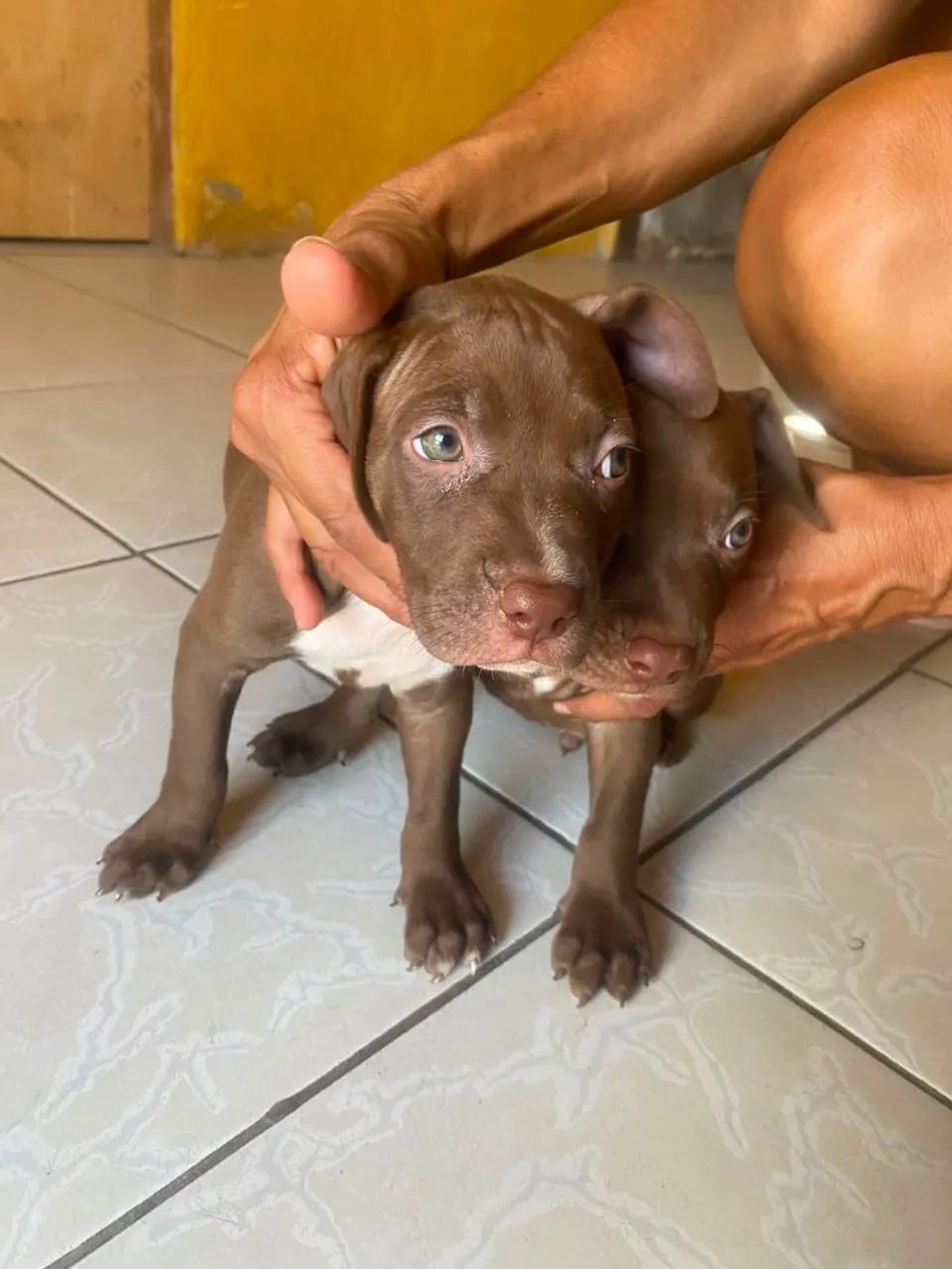 Cachorro Pitbull