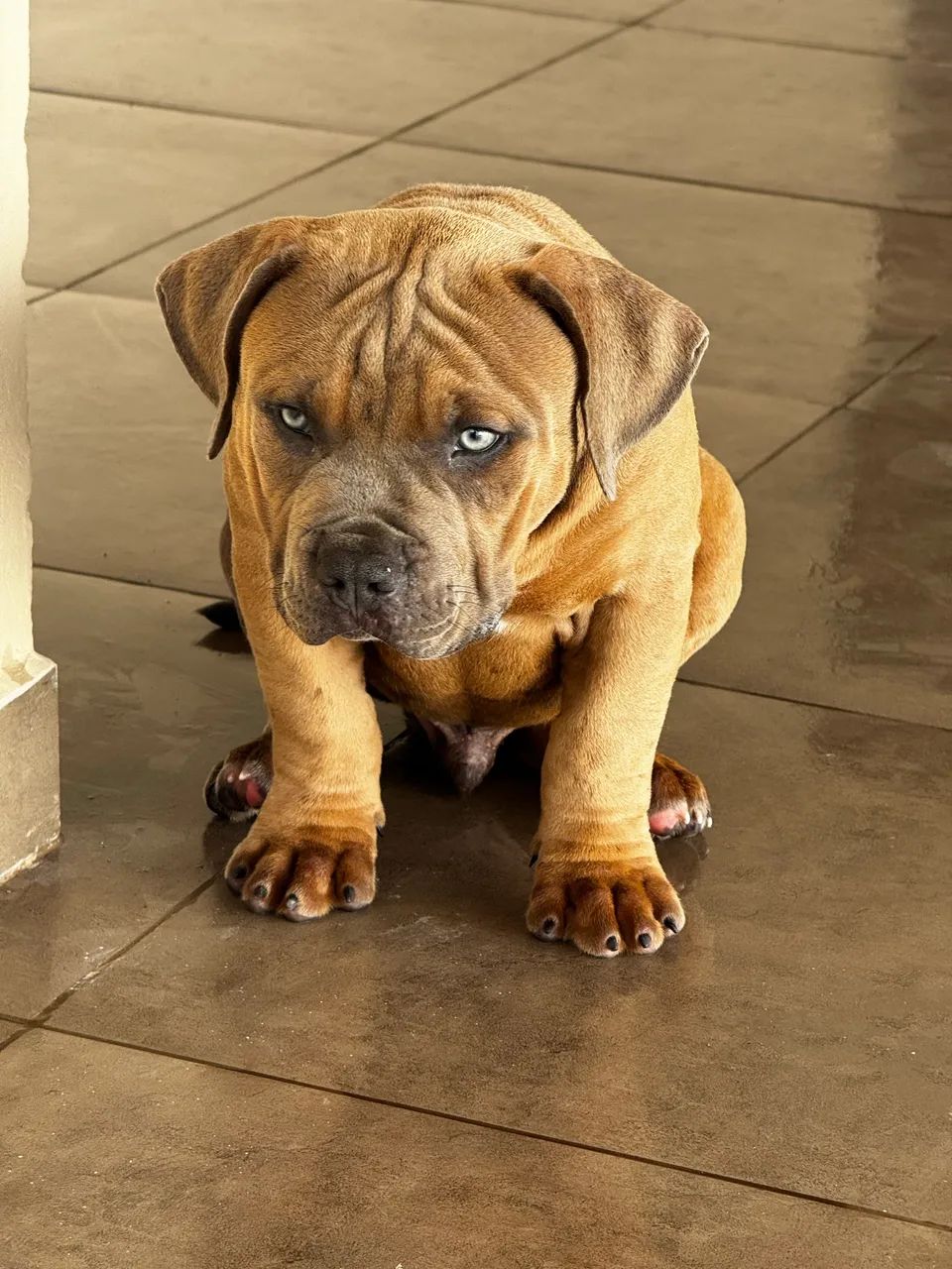 Pitmonster 