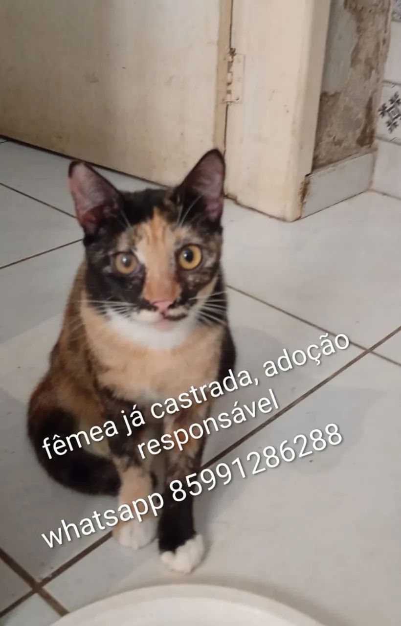 Gatos fofos pra adoção responsável  - Foto 5