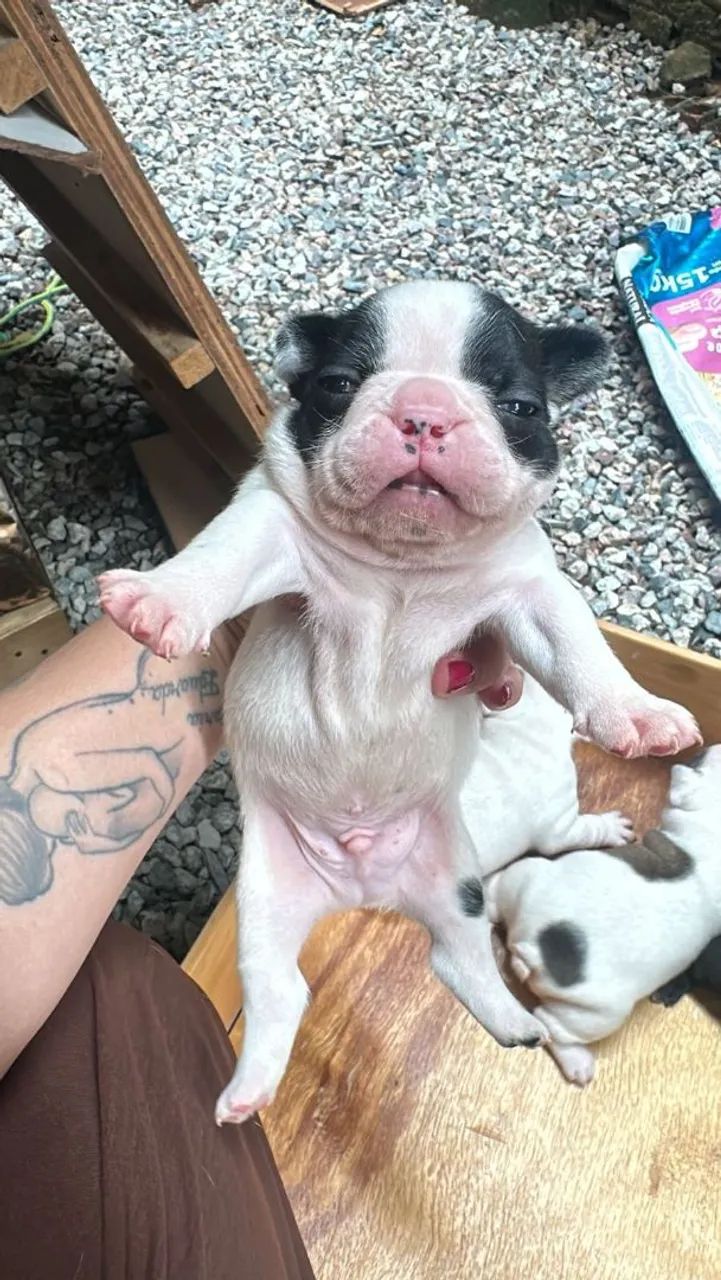 Vende-se filhotes de buldogue francês  - Foto 2