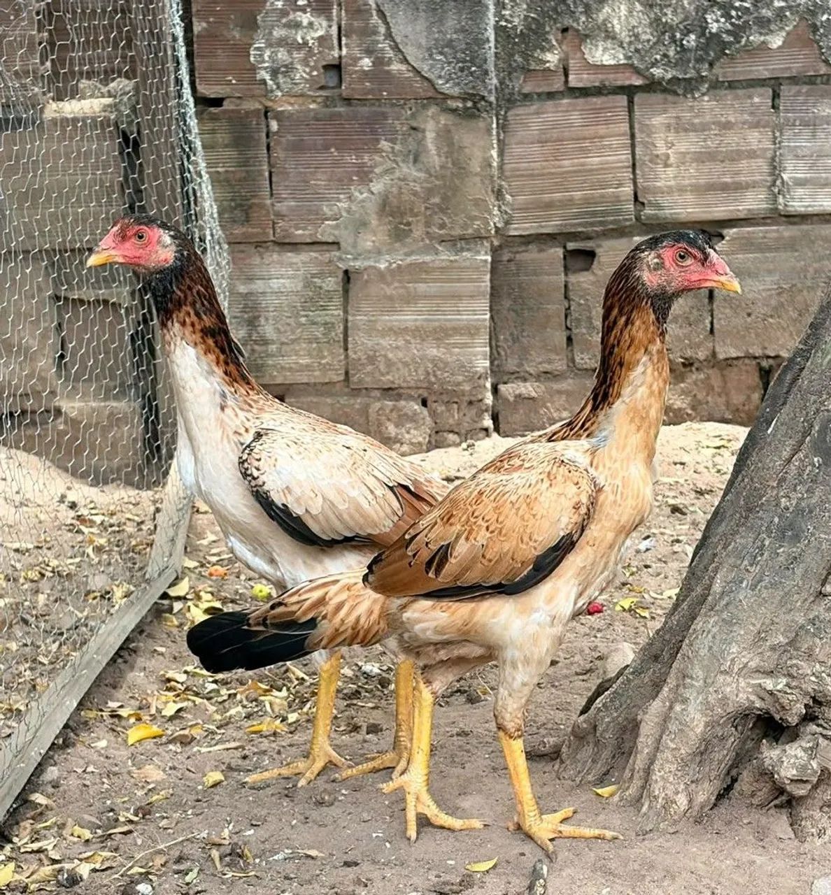 Galo e Frangas  - Foto 3