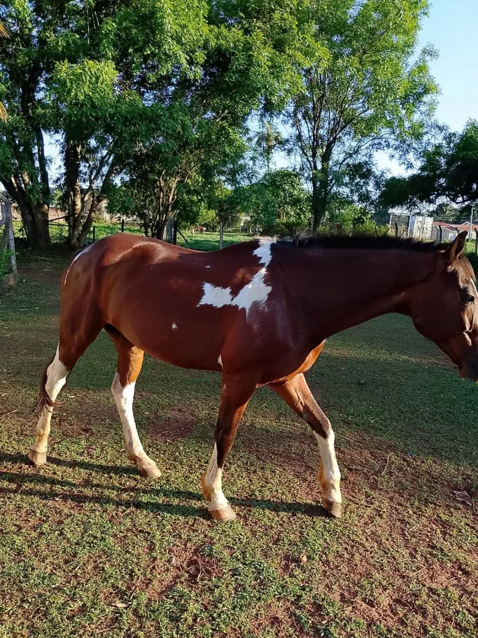 Vendo cavalo pampa  - Foto 3