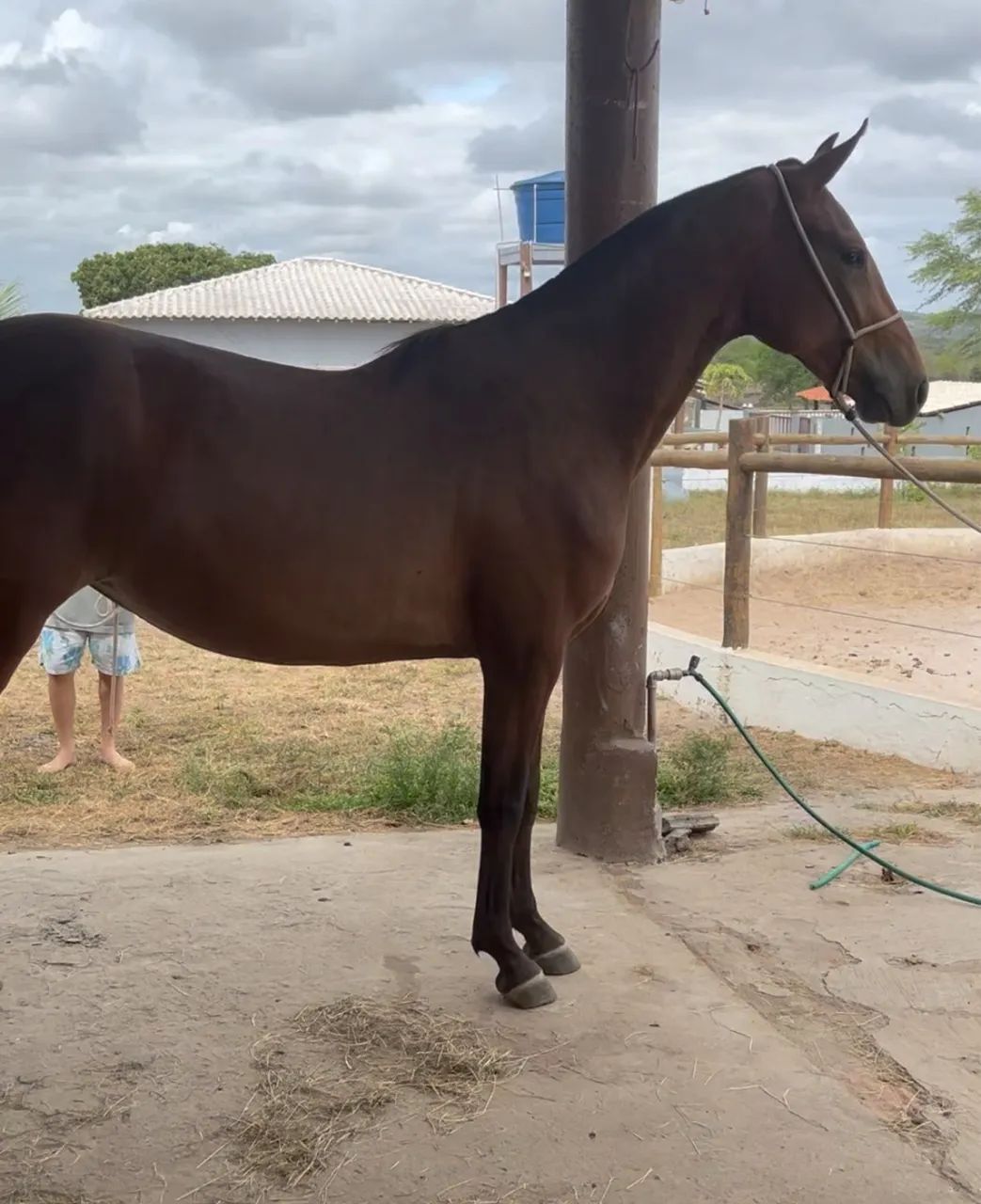Égua mangalarga marchador  - Foto 2