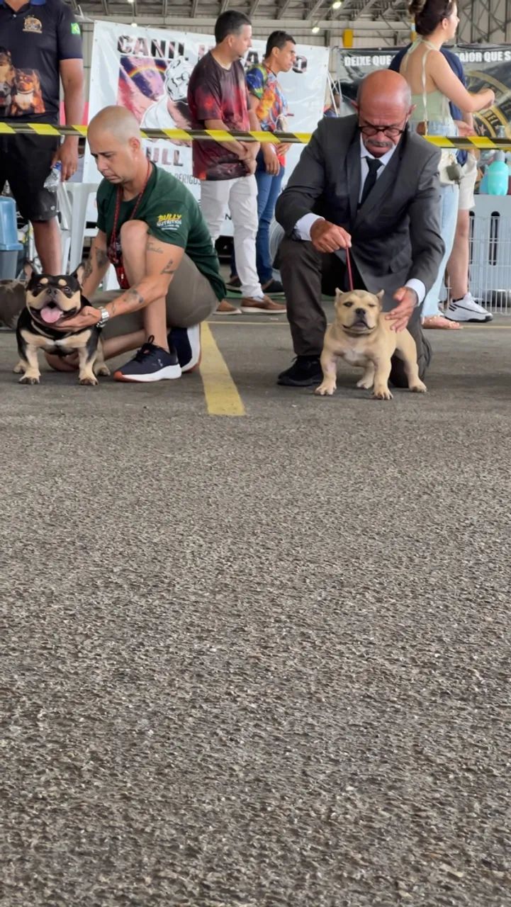 American Bully  - Foto 4