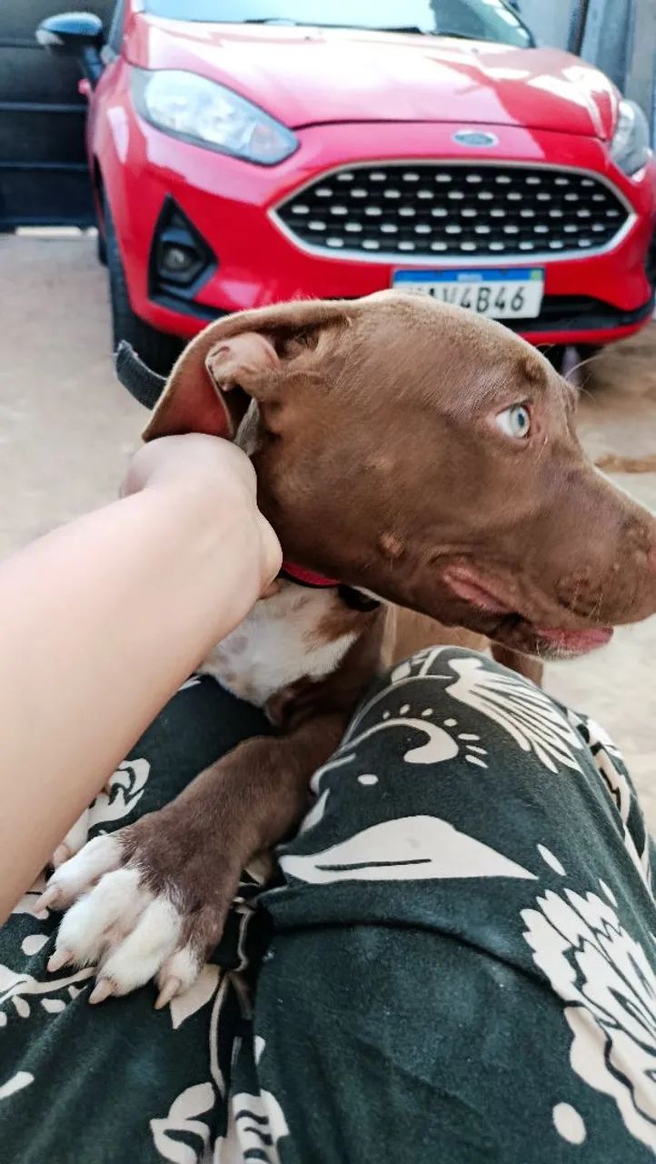 Filhote Pitbull  - Foto 4