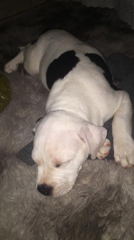 American bully