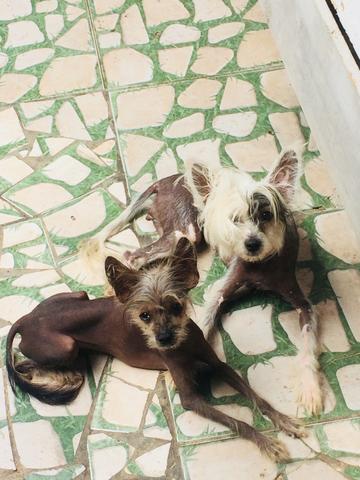 Casal amorosos