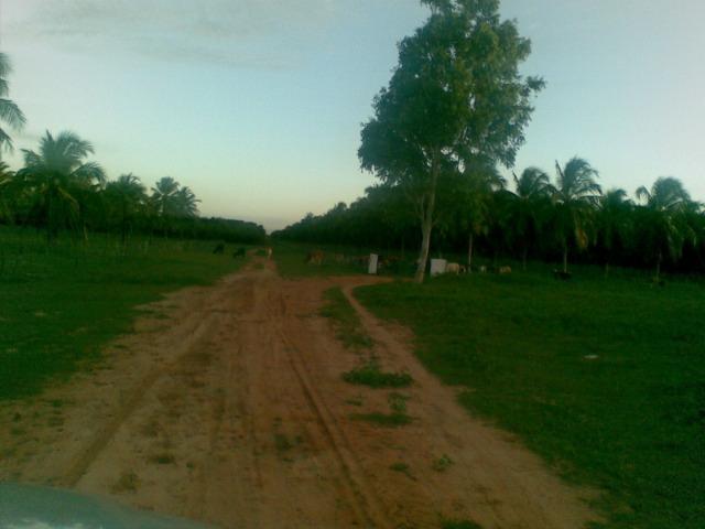 Fazenda 500ha - Foto 13
