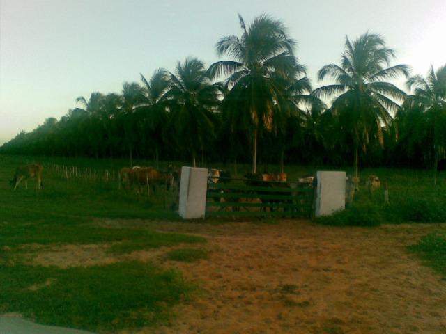 Fazenda 500ha - Foto 14