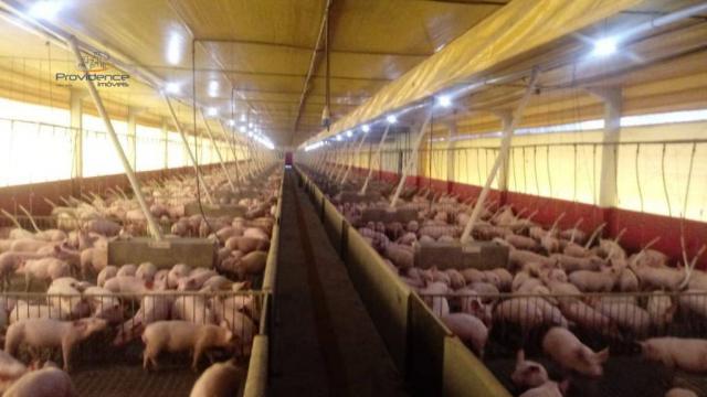 Sítio à venda e Crechario de suinos, 169400 m² por R$ 2.557.500 - Zona Rural - Toledo/PR