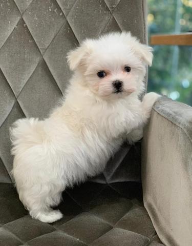 Maltês os mais lindos e pequenos filhotes whats * - Foto 3