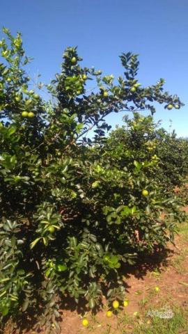 8046 | Chácara à venda em Munhoz De Melo, Munhoz De Melo - Foto 7