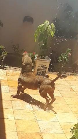 Pit Bull Macho muito dócil Tigrado 5 meses - Foto 2