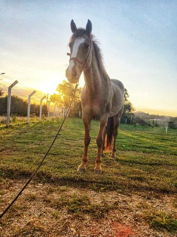 Cavalo manga larga - Foto 2