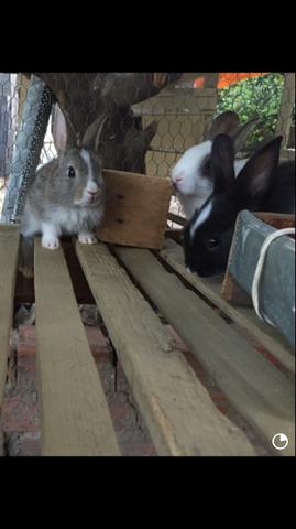 Coelhos Dóceis - Foto 3
