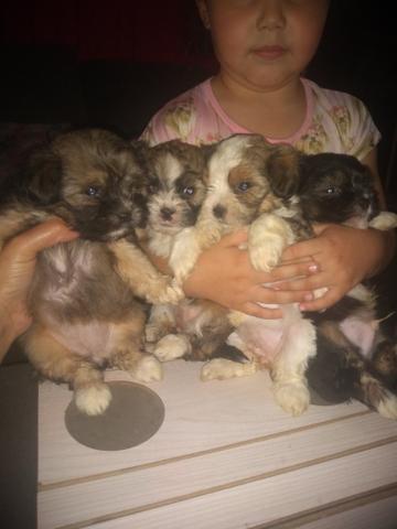 Filhotes de lhasa apso