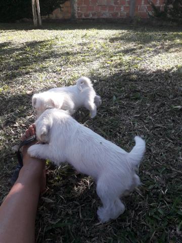Schnauzer miniatura Branco mega oferta dia das crianças - Foto 5