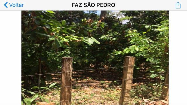 Vendo fazenda em coaraci ( oportunidade) - Foto 6
