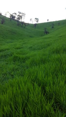 Fazenda ( Vendo ou Troco ) Propriedade Em Teotônio Vilela-AL - Foto 3